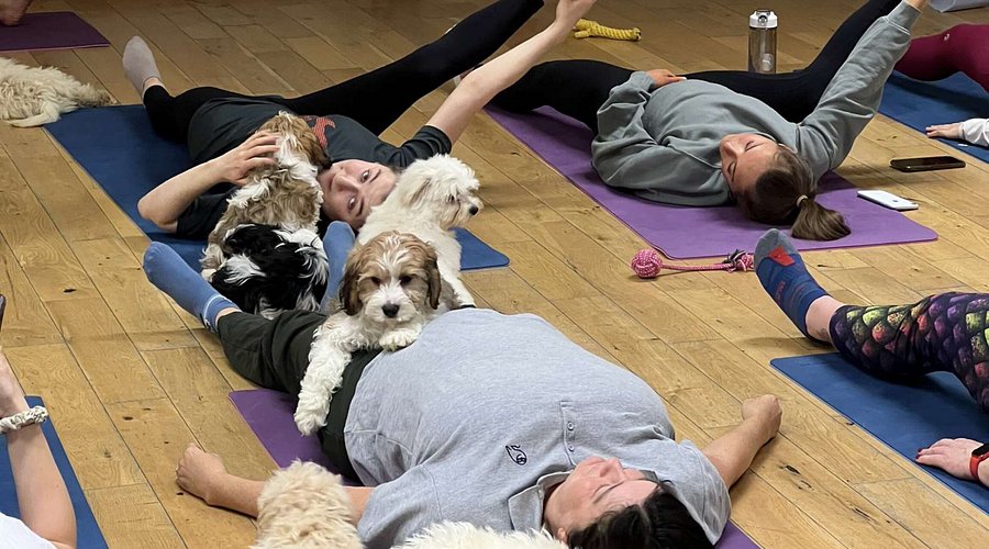 Puppy Yoga UK