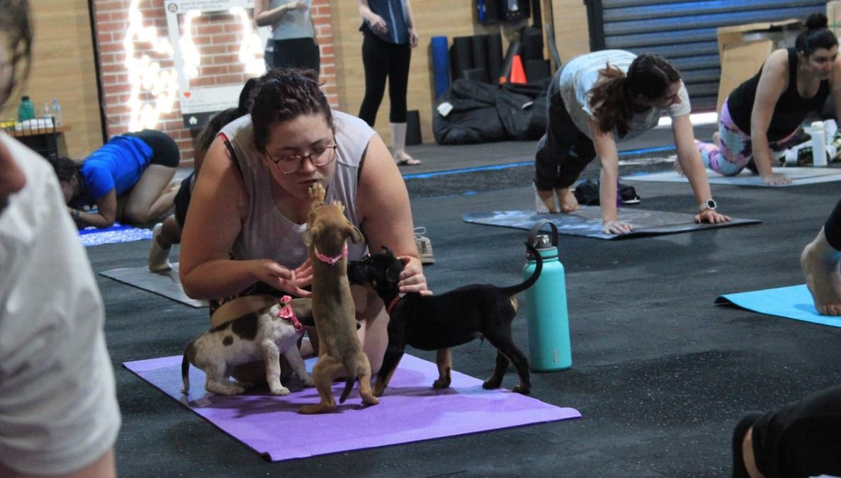 Yoga With Dogs